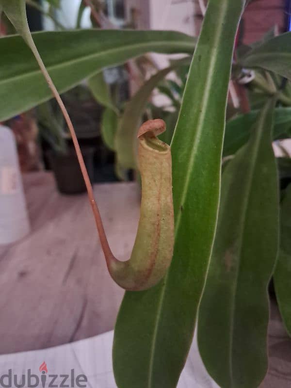 نبات إبريق آكل اللحوم Nepenthes carnivorous pitcher plant 3