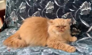 Female Picky Face Persian 0