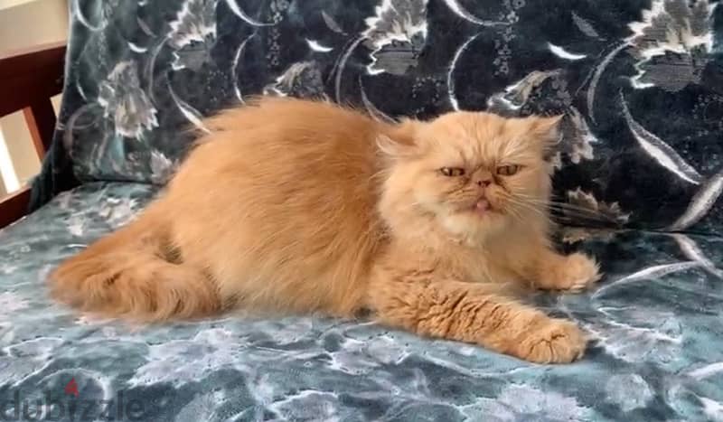 Female Picky Face Persian 1