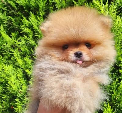 pomeranian puppies