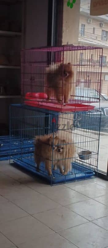 pomeranian puppies 1