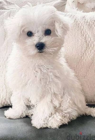 bichon maltais