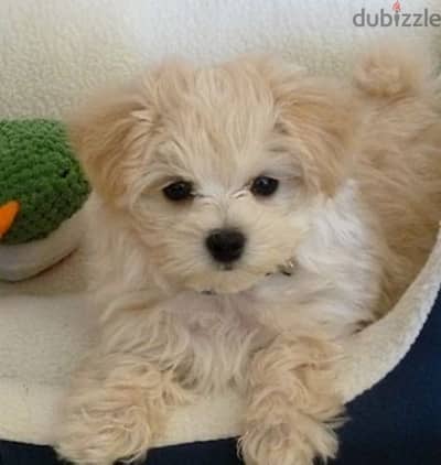 SMALLEST Maltipoo imported Puppy