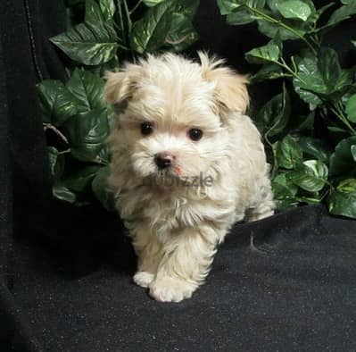 Maltipoo