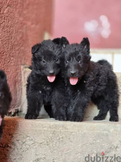 German shepherd puppies