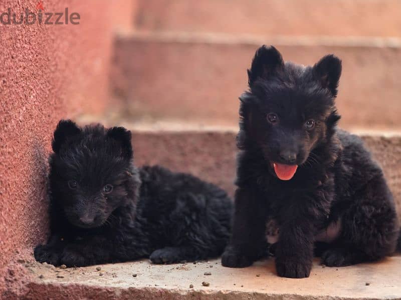 German shepherd puppies 1