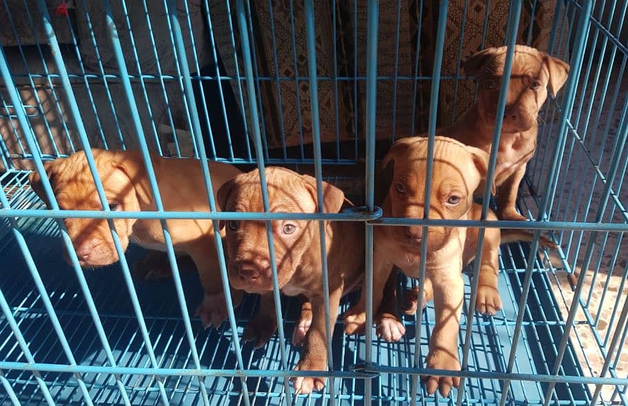 Pure Pitbull rednose puppies 0