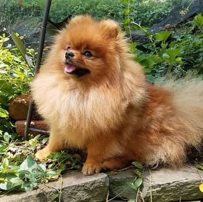 Pomeranian Teacup Orange Imported