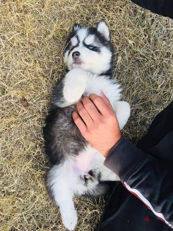 husky 2