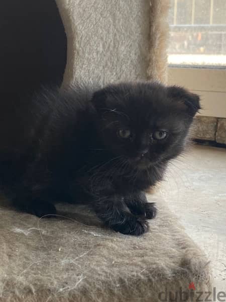 Scottish fold kitten 1