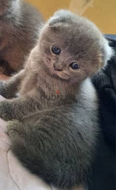 Pure Scottish fold kittens  high-quality 0