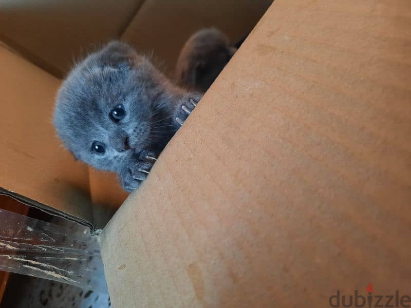 Pure Scottish fold kittens  high-quality 1