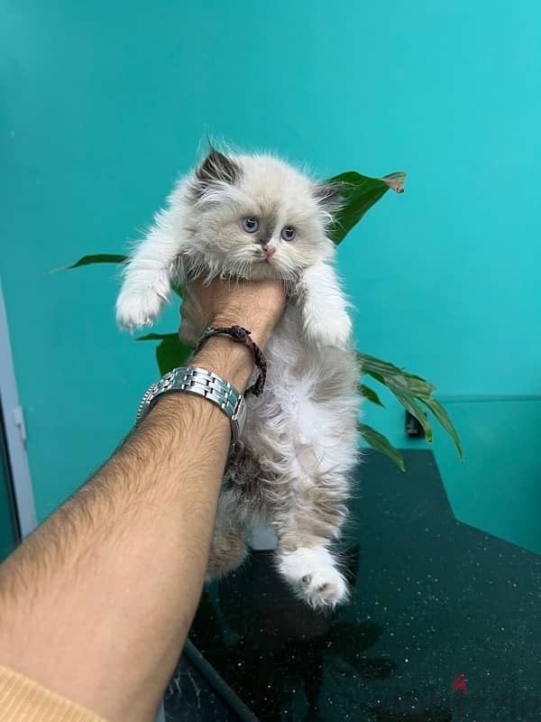 beautiful cute kitten for sale 0