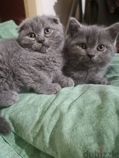 Scottish fold and British