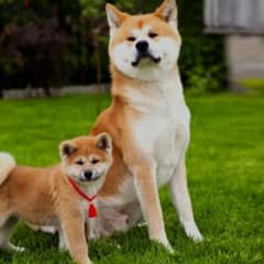 Japanese akita pedigree 0