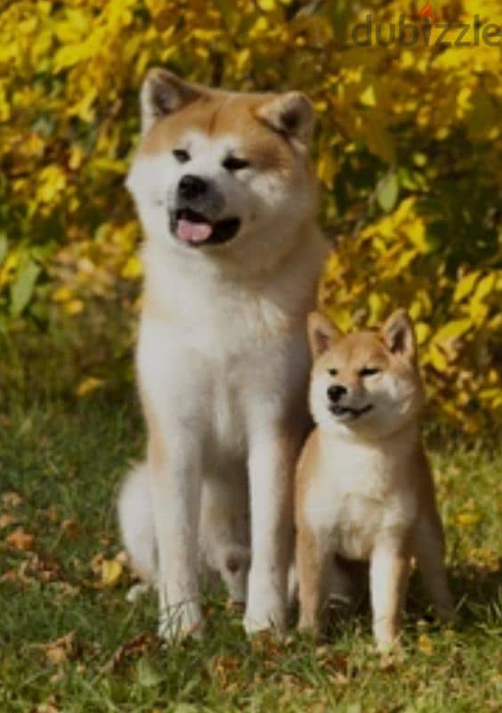 Japanese akita pedigree 1