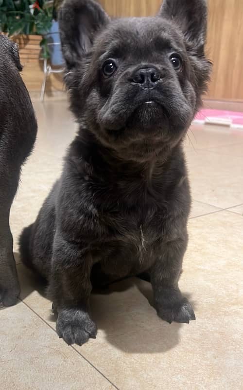 Fluffy Blue French bulldog 1