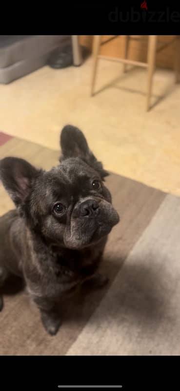 Fluffy Blue French bulldog 0