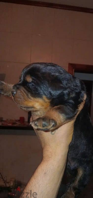 Pure breed giant rottweiler puppies