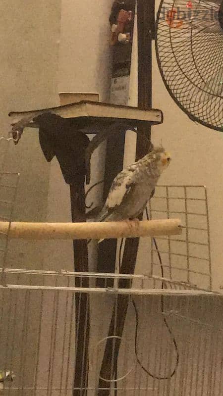 Cute talking cockatiel 0