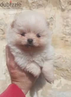 Pomeranian teacup 0