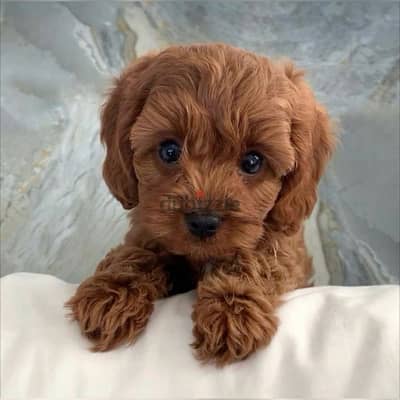 Maltipoo