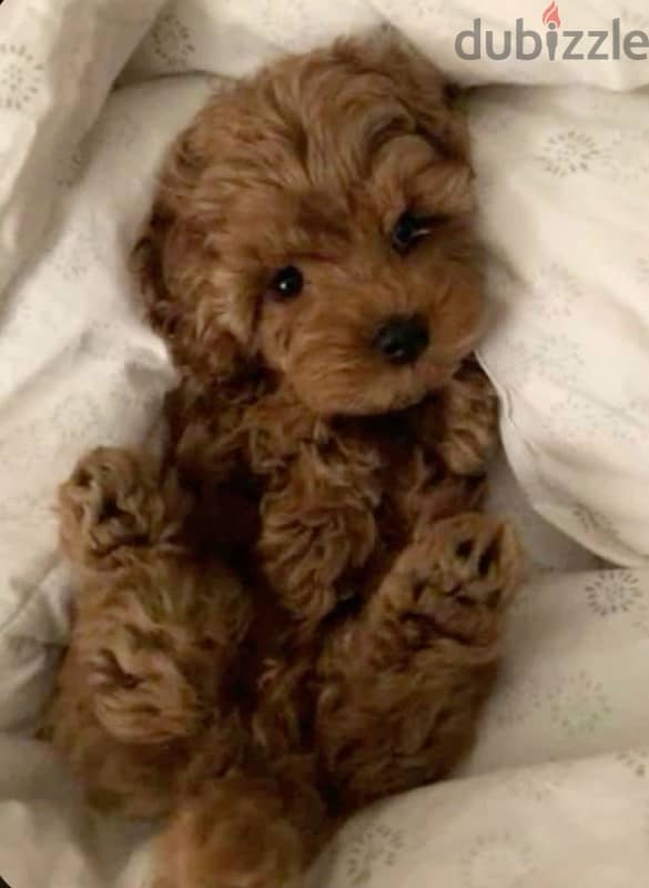 Imported Smallest Brown Maltipoo 0