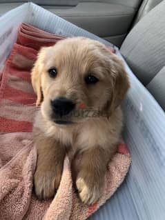 Golden Retriever Puppy Delivery 0