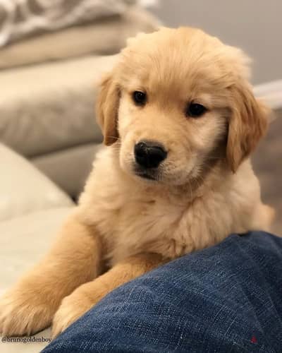 Golden Retriever Gold