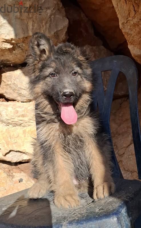 male german shepherd 1