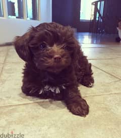 Chocolate Maltipoo Puppies/ available in store dog كلاب 0