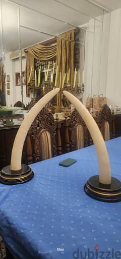 2 twin elephant ivory tusks 0