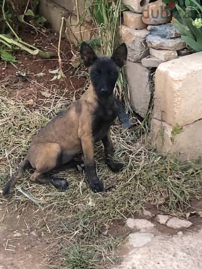 malinois/إنتاية مالينوا