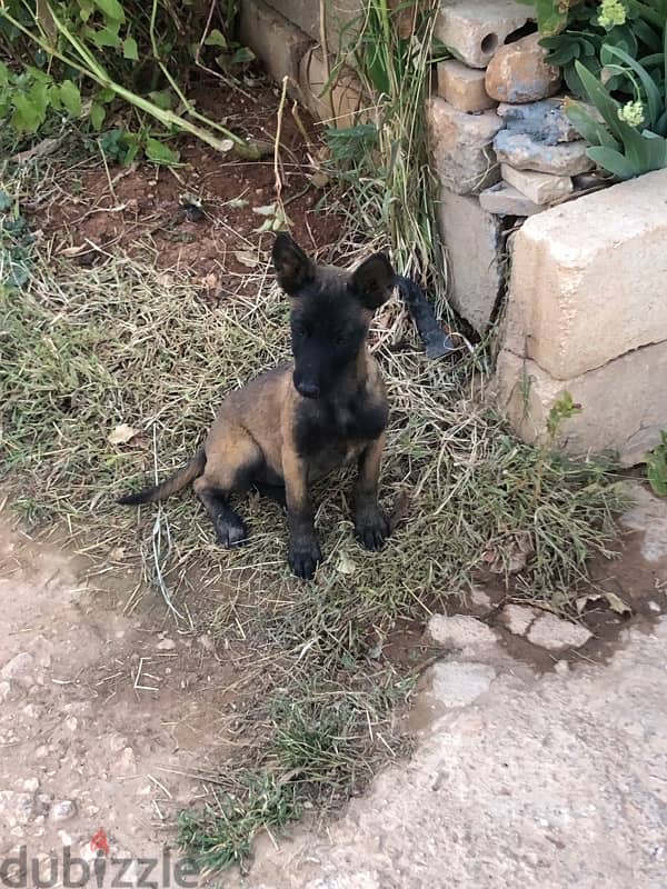 malinois/إنتاية مالينوا 1