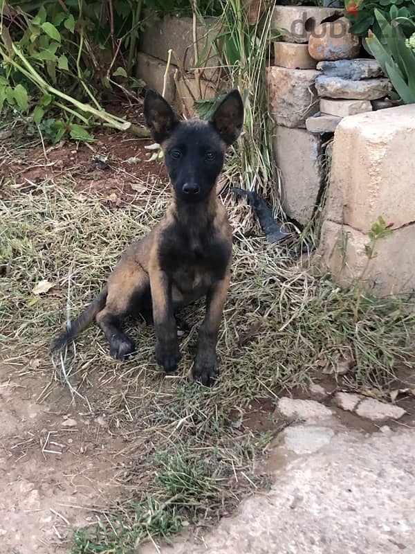 malinois/إنتاية مالينوا 2