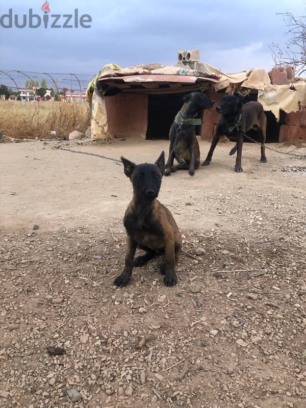 malinois/إنتاية مالينوا 7