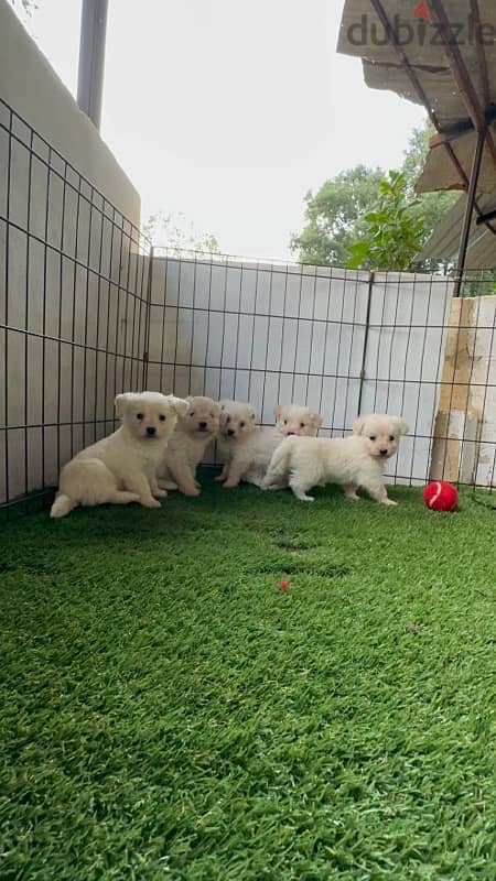 Bichon puppies 0