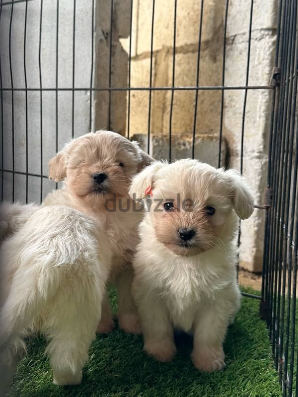 Bichon puppies 1