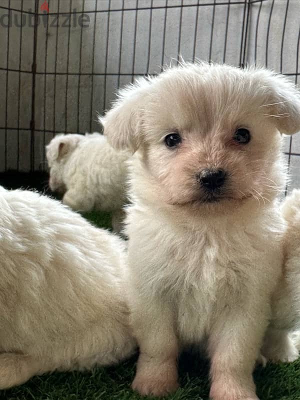 Bichon puppies 2