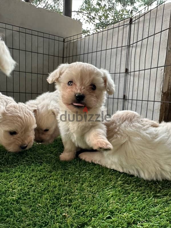 Bichon puppies 3