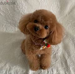 Teacup Poodle Available now in Lebanon! 0