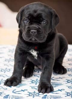 Cane Corso Pure Breed Available/ dog كلاب 0