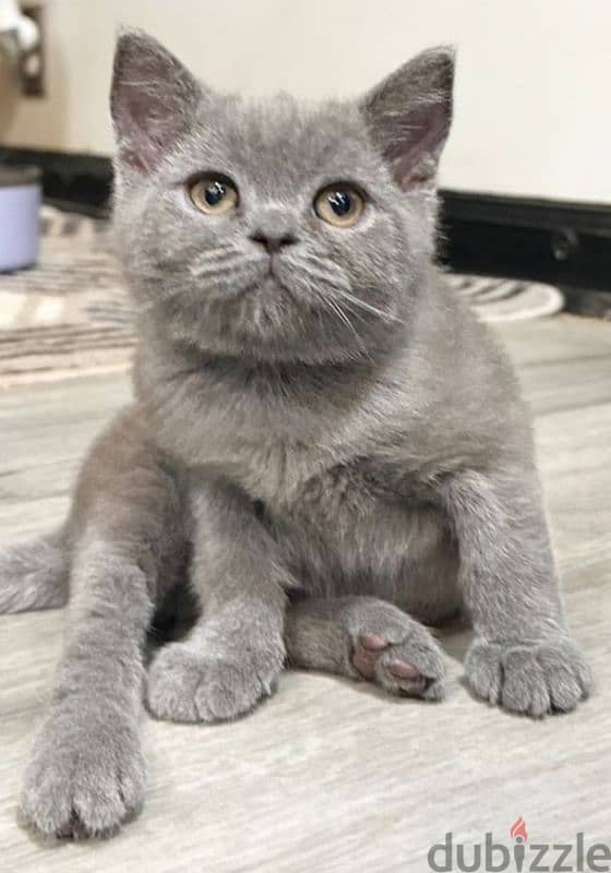 scottish fold and straight 1