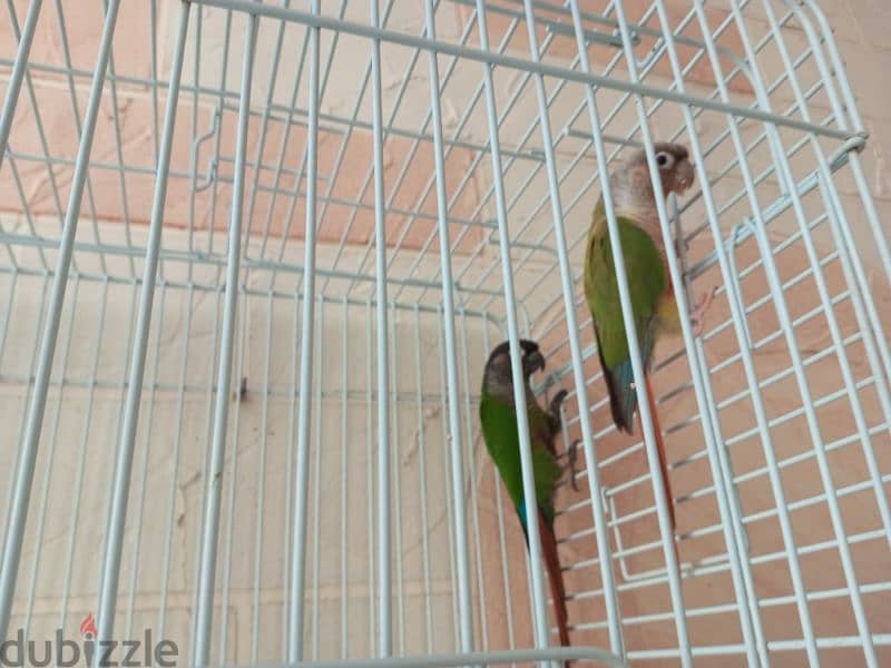 conure 0