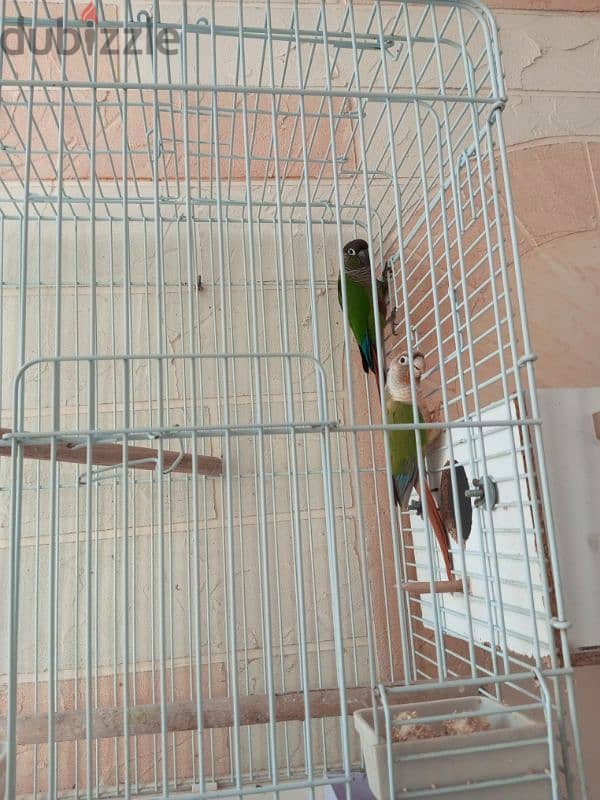 conure 1