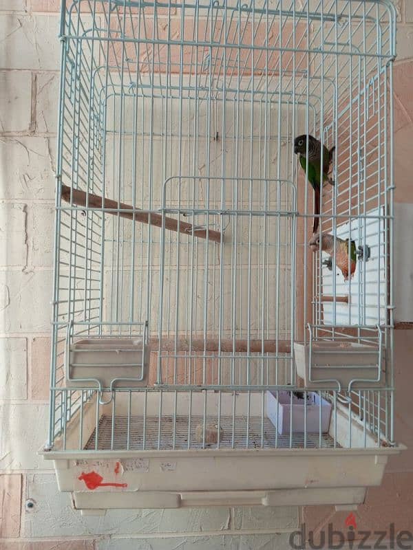 conure 3