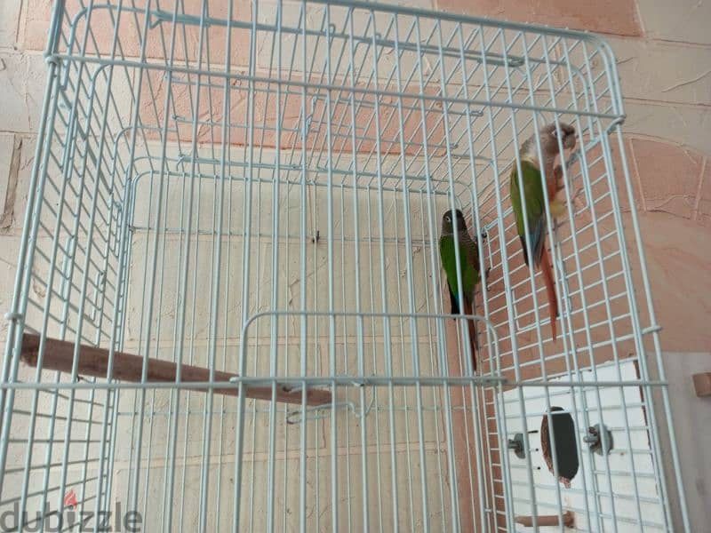 conure 4