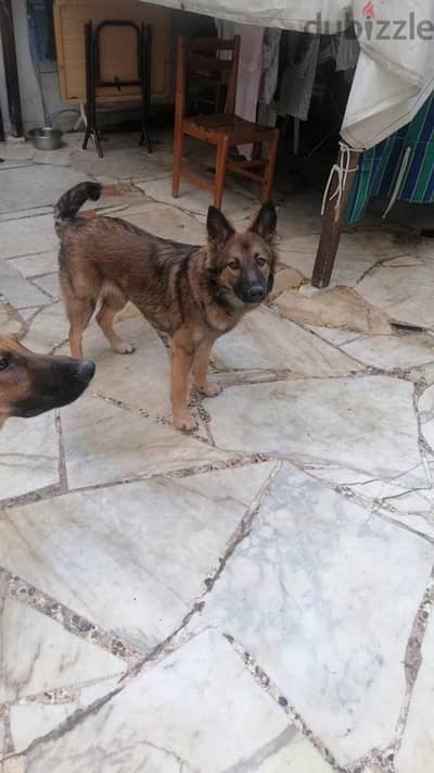 8 months german shepherd for sale