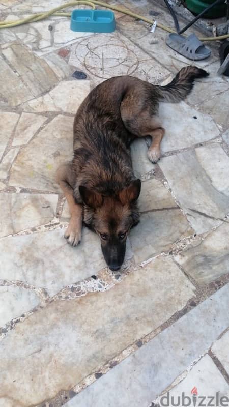 8 months german shepherd for sale 1