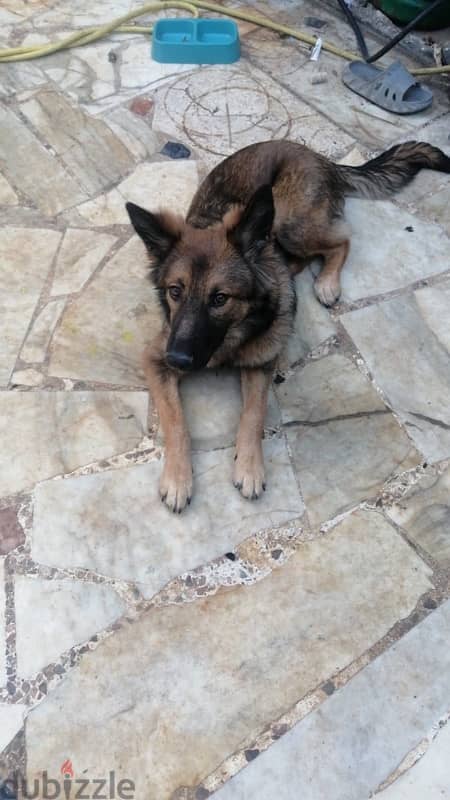 8 months german shepherd for sale 2